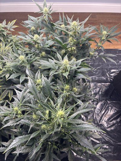 First grow - week 7 of flowering. 3 autos. 3 photos.