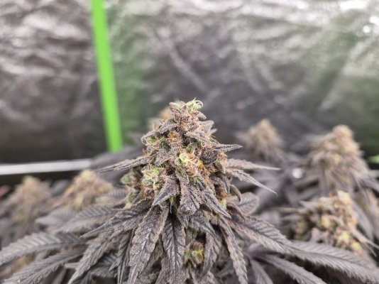 Black cookies