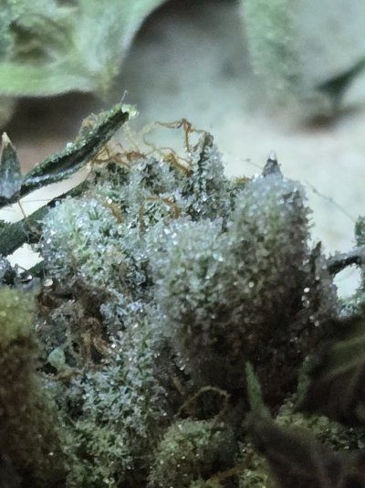 Let's See Your Frostiest Flowers
