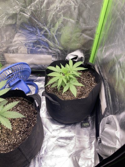 Big Al’s 2025 season indoor/outdoor grow in misery