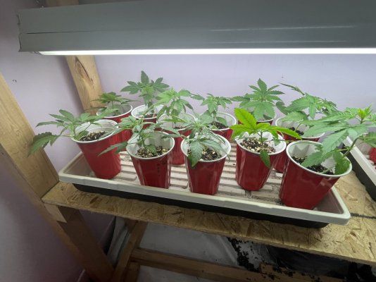 Multi strain pheno hunt 69 seeds