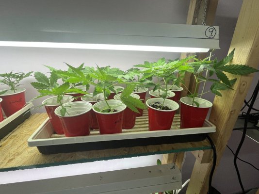 Multi strain pheno hunt 69 seeds