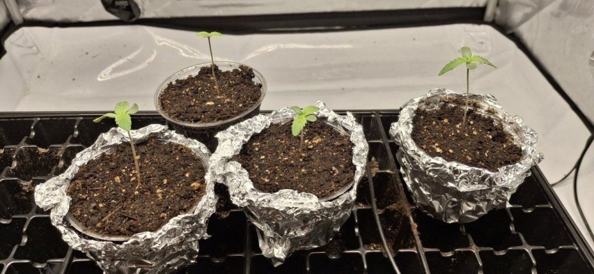 100-organic-tap-water-sour-diesel-og-godfather-grow-7.jpg