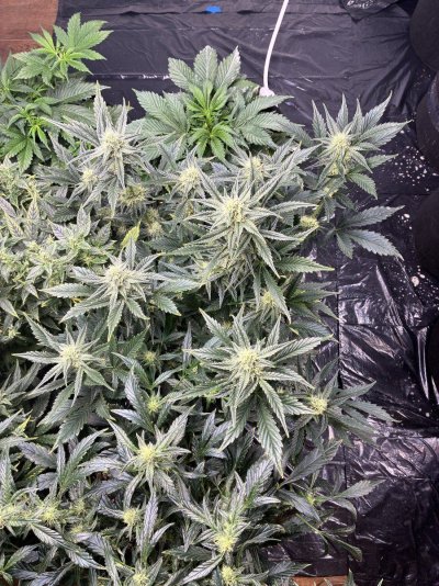 First grow - week 7 of flowering. 3 autos. 3 photos.