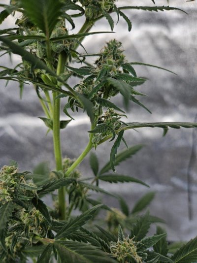 Grouchy's Grey Goose Greenhouse Grow !