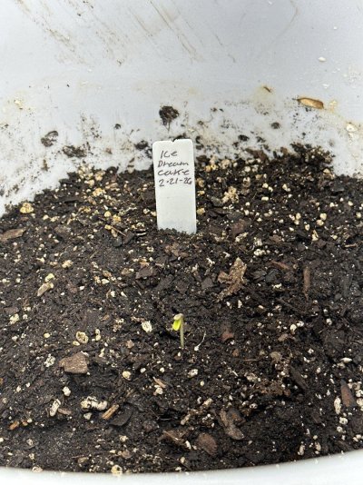 medical crop rotation plan ideas