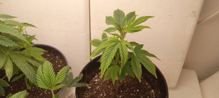 30 years since i was able to grow some weeds. i am now the proud parent of some beautiful girls....  :  )(  :