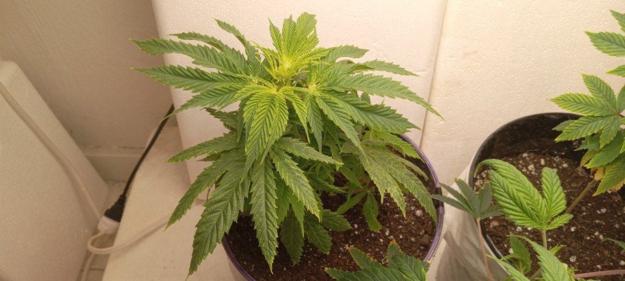 30 years since i was able to grow some weeds. i am now the proud parent of some beautiful girls....  :  )(  :