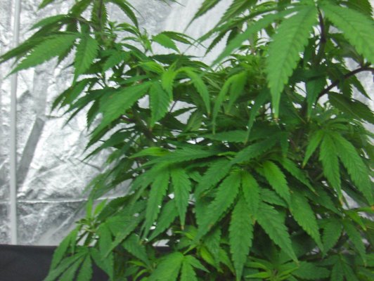 Help with Nuken mother before important cloning job!