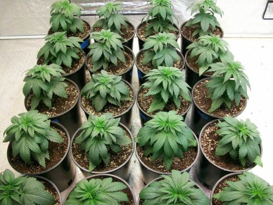 Insane Urkle, 4 Korner Kush and ???????????