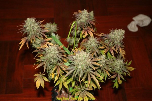 JB Dec Tent 2011_87.JPG