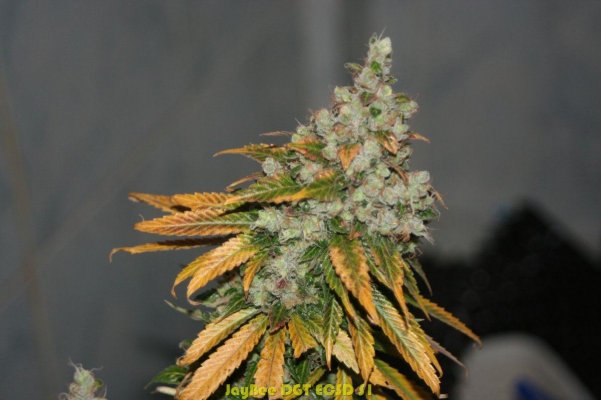 JB Dec Tent 2011_92.JPG