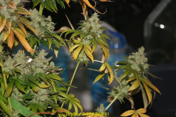 Bubble Chem, DGT ECSD S1, 18, Star Bud