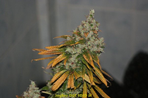 Bubble Chem, DGT ECSD S1, 18, Star Bud