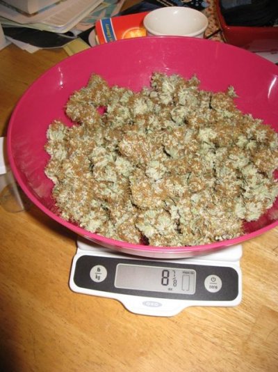 Weighing In.jpg