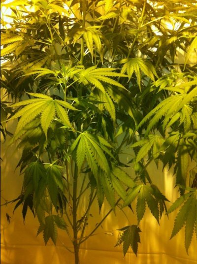is this boytris ?  1st week of flower