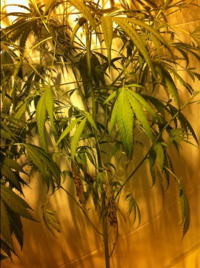 is this boytris ?  1st week of flower