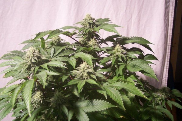 White Fugu Kush