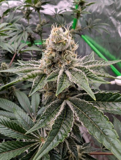 Week4Bytch ..The Cannabis Karen