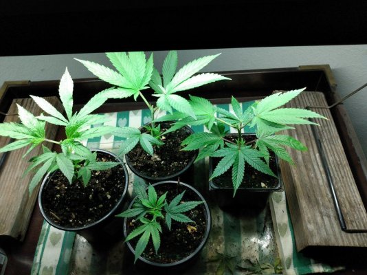 My four blackberry kush regular seeds