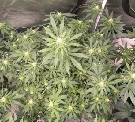GMonster ReRun That Weed Thread