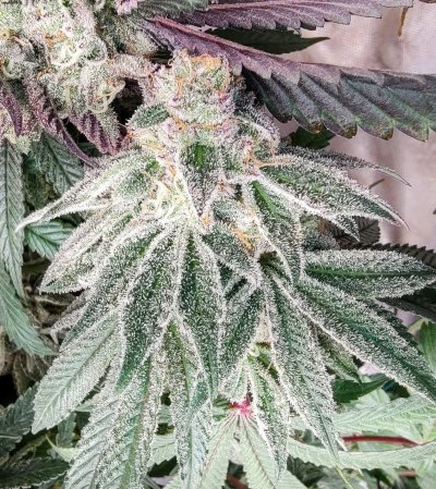 Let's See Your Frostiest Flowers