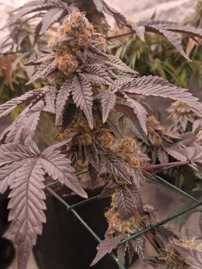 GMonster ReRun That Weed Thread