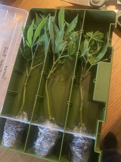 Blockberry - Blockhead Buds - Grow Photos
