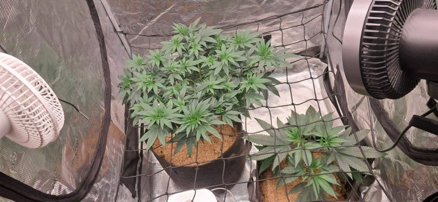 Canna’s never ending field of Weed✌️