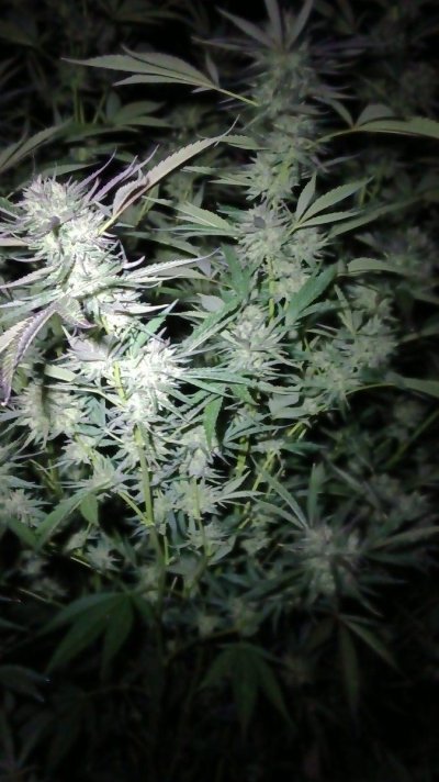 Is this consider as early flowering stage?