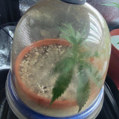12-12 from seed community journal