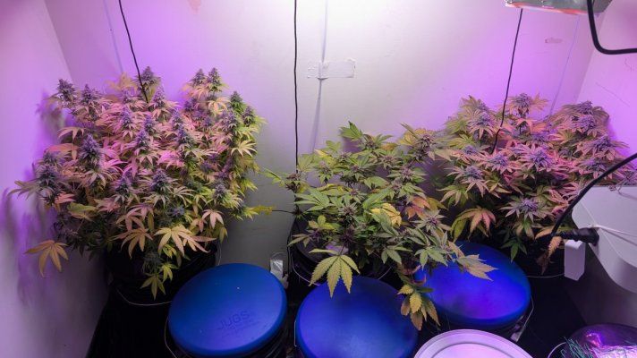 THCosmic's Closet: Chasing the Cosmic High