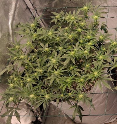 GMonster ReRun That Weed Thread