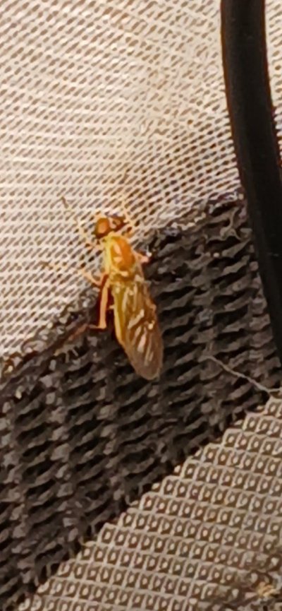 A new pest i haven't seen before.