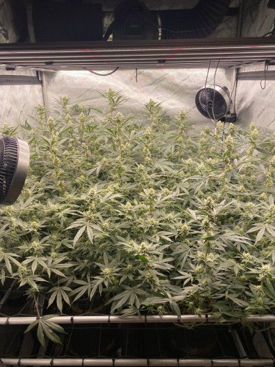 doobers grow tent, seedlings clones and flowers