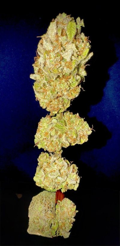 3-strains-unnamed-at-this-time-3.jpeg