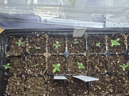 OG Kush Bx first SOG grow!