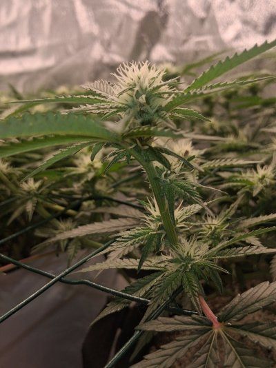 GMonster ReRun That Weed Thread