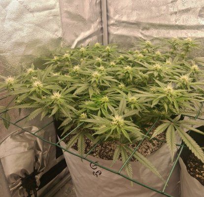 GMonster ReRun That Weed Thread
