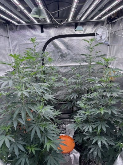 A peek inside my grow tent.