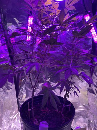 Purple Kush at 3 months old and ready for blooming?