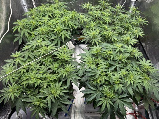 Does topping more than once increase yield?