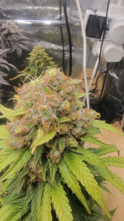12-12 from seed community journal