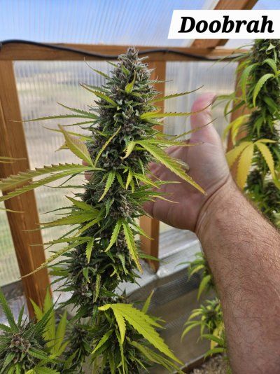 Post your grow pics for my weed growing video game!