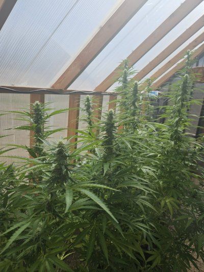 Post your grow pics for my weed growing video game!