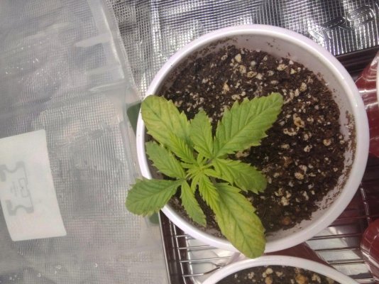 noobs-first-grow-and-need-help-with-my-seedlings-2.jpeg