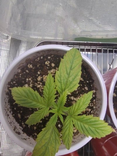 noobs-first-grow-and-need-help-with-my-seedlings-7.jpeg