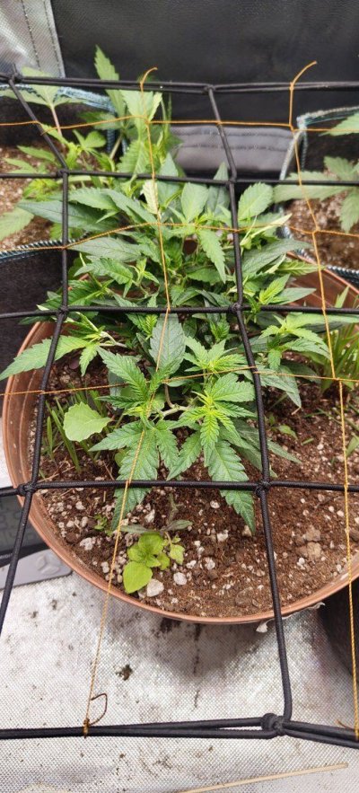 first-northern-light-seeds-bought-in-spain-6.jpg