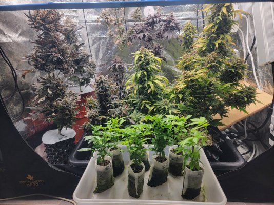 12-12 from seed community journal