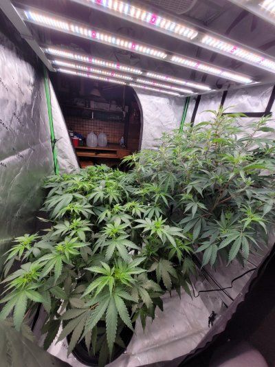 Day 26 of flower. Nanners? Or am I paranoid?